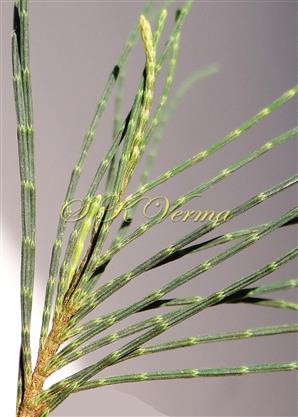  Branch bearing young branchlets